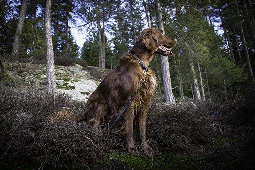 Irish setter  setter irlandais rouge