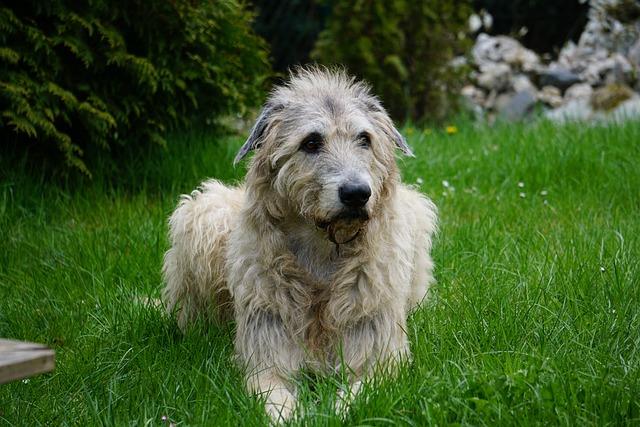 Irish wolfhound  lévrier irlandais