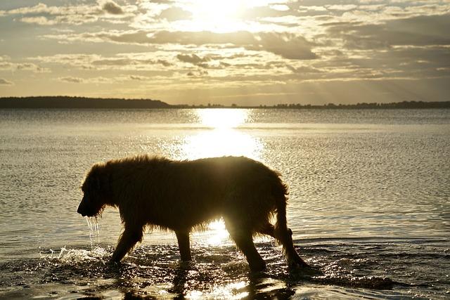 Irish wolfhound  le lévrier irlandais