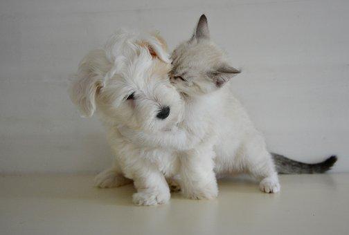 chaton et chiot