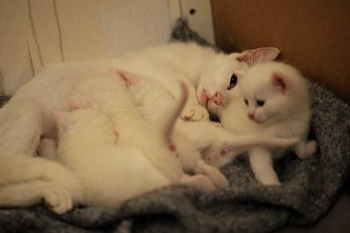 Portée chat blanc