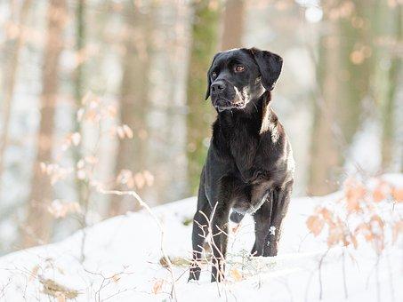 Retriever du Labrador