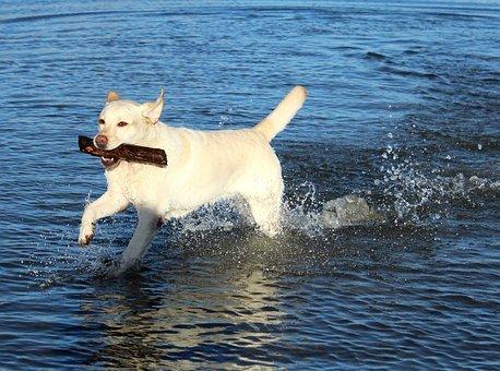Labrador rapporte bois