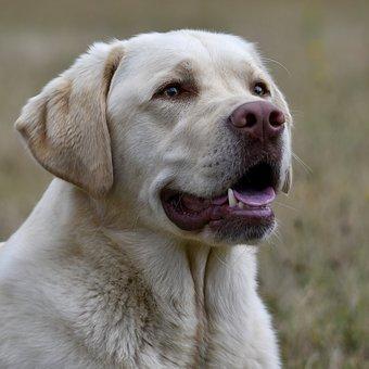 Labrador  retriever