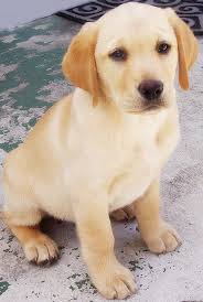 Labrador chiot