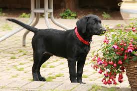 Labrador plante