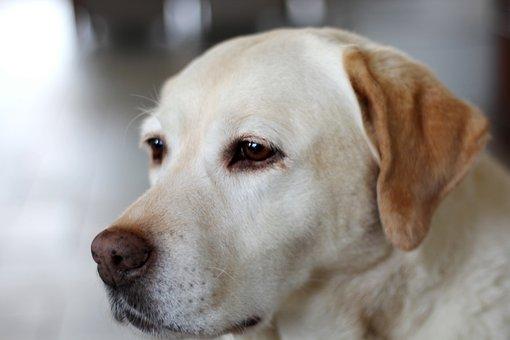 Labrador retriever