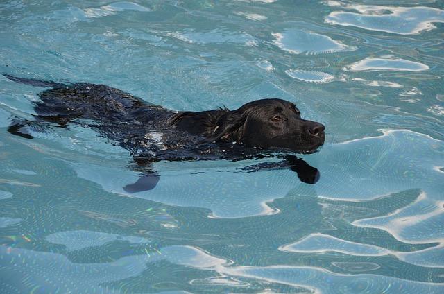 Labrador retriever dans piscine