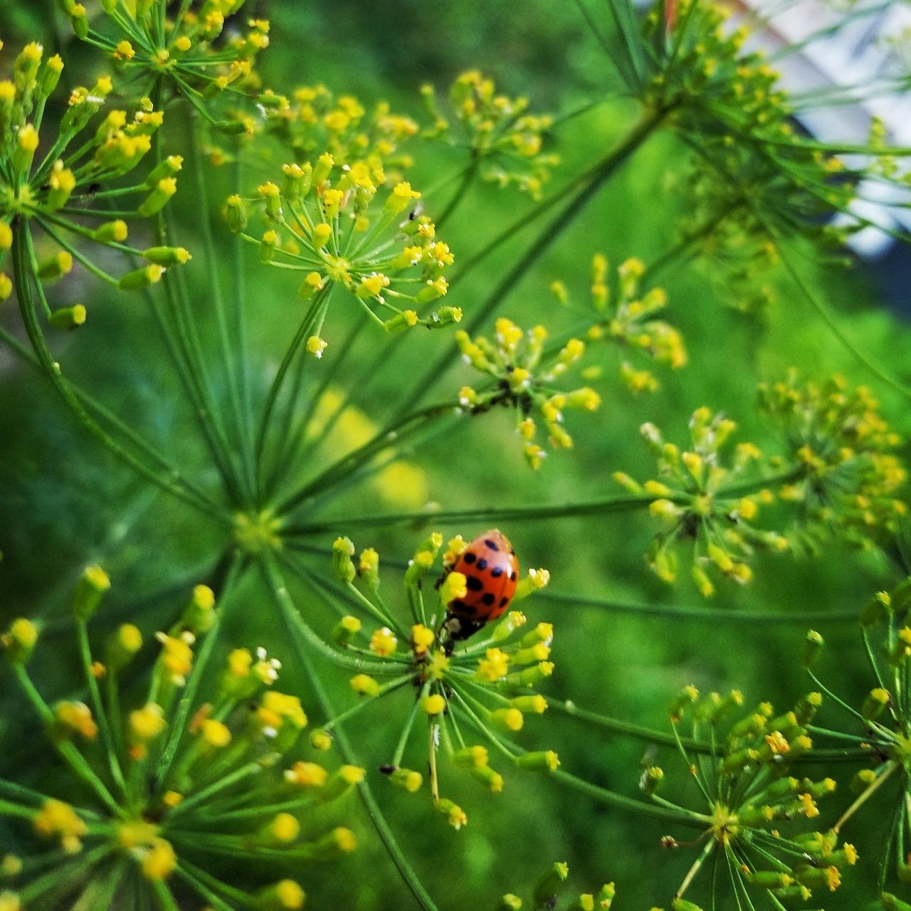 Ladybug coccinelle potager