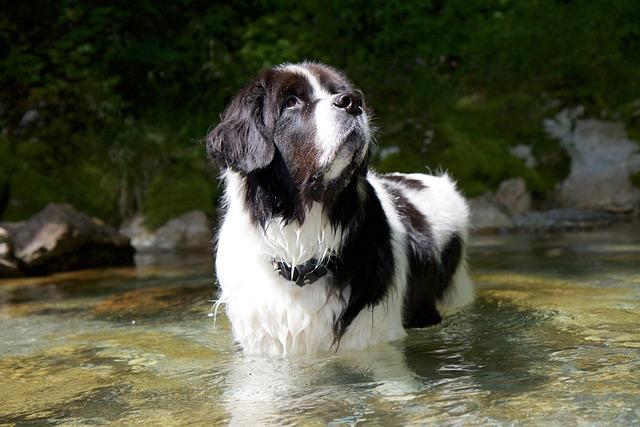 Landseer chien