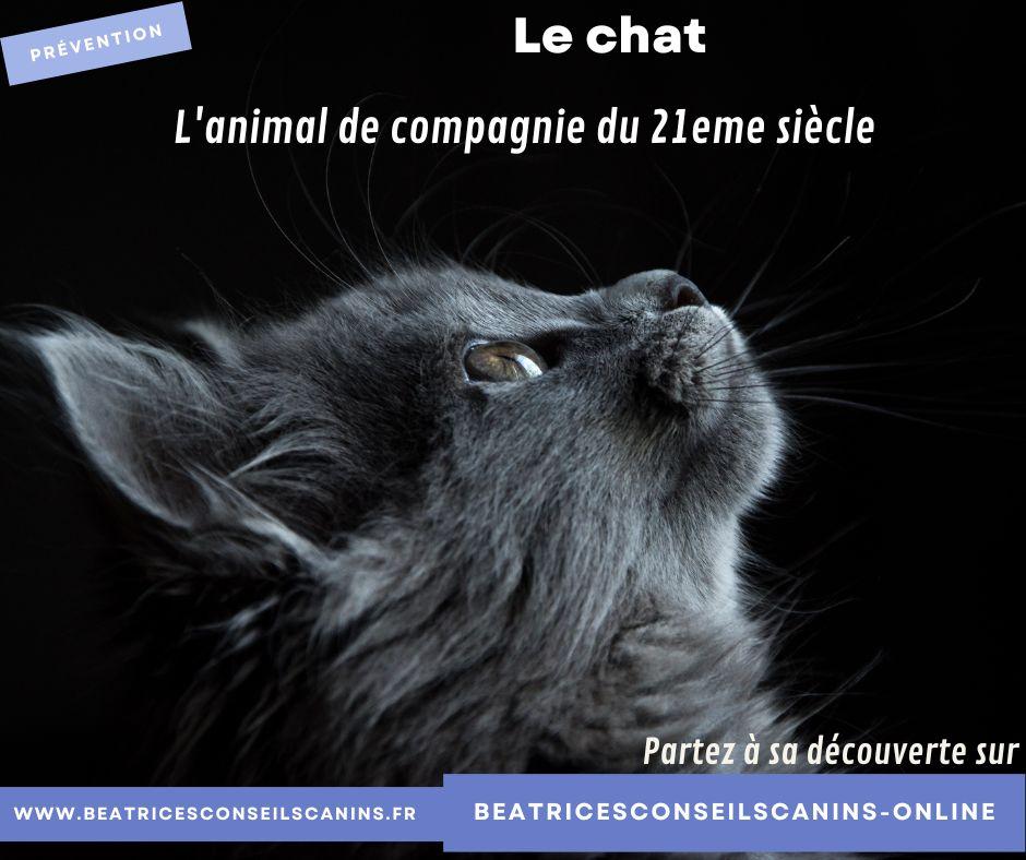 Le chat