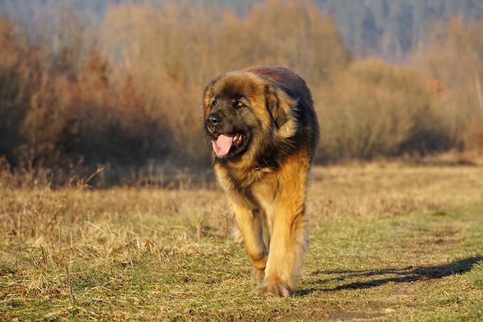 Leonberger  chien du léonberg