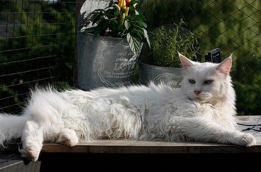 Chat Maine coon Blanc