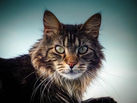 Maine coon cat  Regards chat Maine Coon