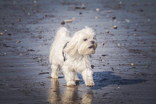 Maltese Bichon Maltais