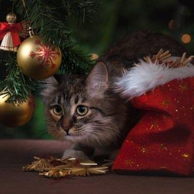 Chat au pied du sapin de Noël