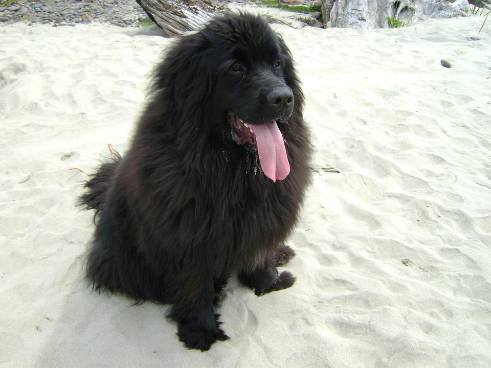 Newfoundland chien Terre neuve noir