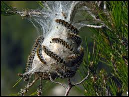 Nid chenille 1