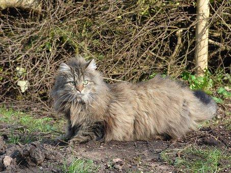 Chat des forêts norvégiennes