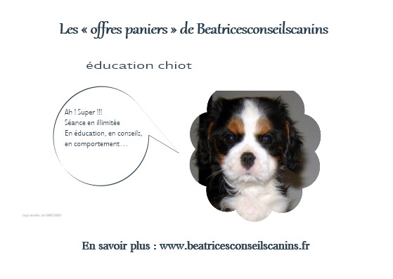 Offre panier education chiot 1