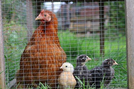 Poule et poussins