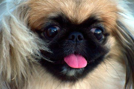 Pekingese 2719538 340