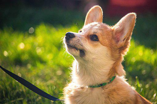 Pembroke welsh corgi - chiot apprentissage