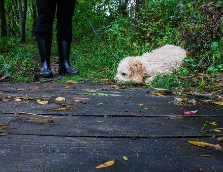 Promenade chien