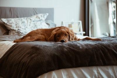 Photo chien sur lit