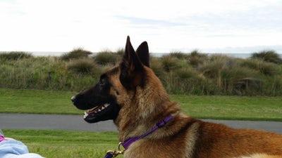 Photo malinois