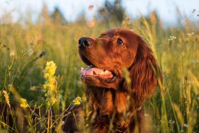 Un chien Setter Irlandais est dans un champ