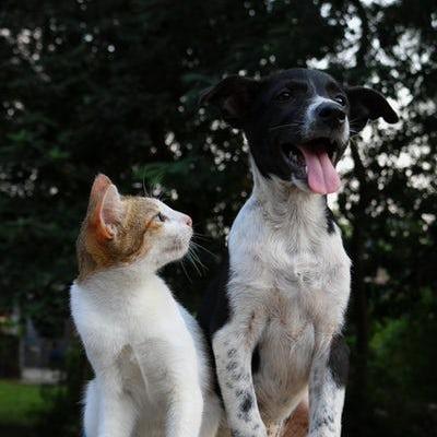 Photo chien et chat