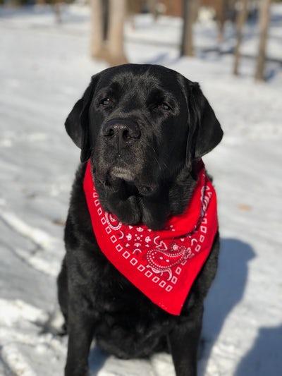 Photo LABRADOR BANDANA ROUGE