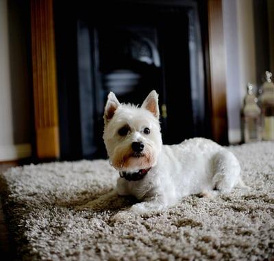 Le Chien Robot Répond Consciencieusement Aux Besoins De L'adorable Bébé  Humain Conçu