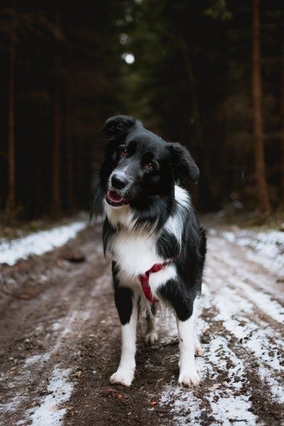 Photo Border collie