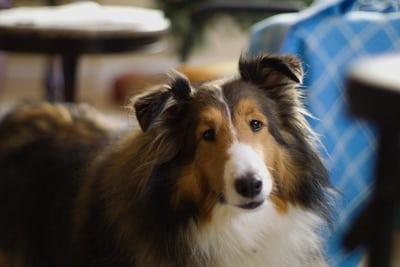 Photo Collie