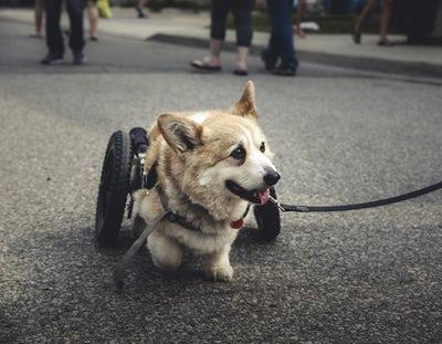 Photo chien handicapé