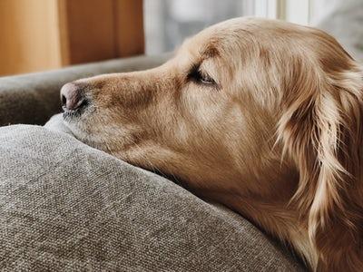 Golden a posé sa tête sur le coussin