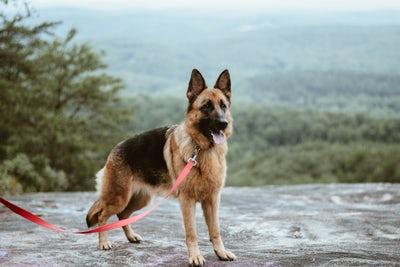 Chien Berger Allemand est tenu par une laisse rouge