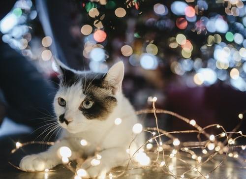 Chat à Noël