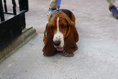 Photo Basset hound