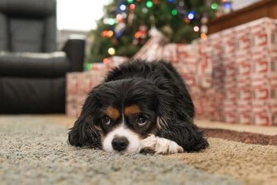 Chien Cavalier King Charles Noël