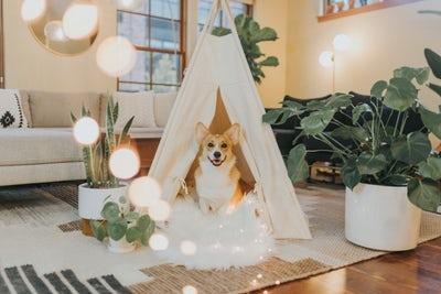 Corgi sous une tente