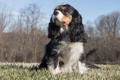 Photo Cavalier King Charles tricolore