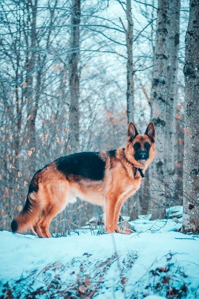 Photo Berger Allemand