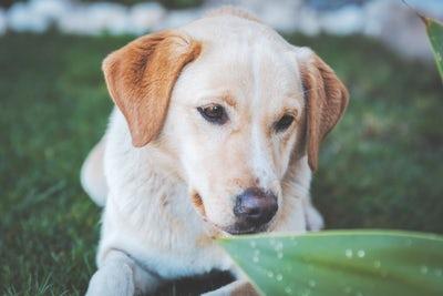 Photo Labrador