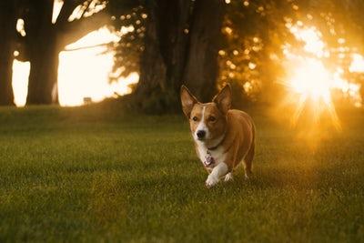 Photo WELSH CORGI PEMBROKE