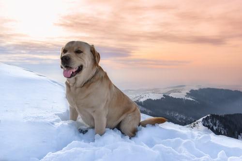 Photo Labrador retriever