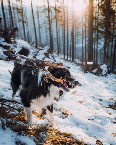 Photo Border collie bâton