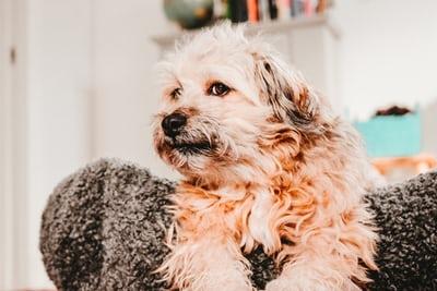 Chien est dans son panier
